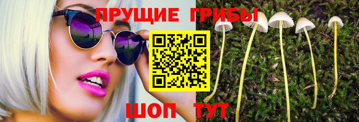 Губкинский  Галлюциногенные грибы Cubensis  Вход с VPN 